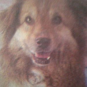 Meet your Posher, Rose